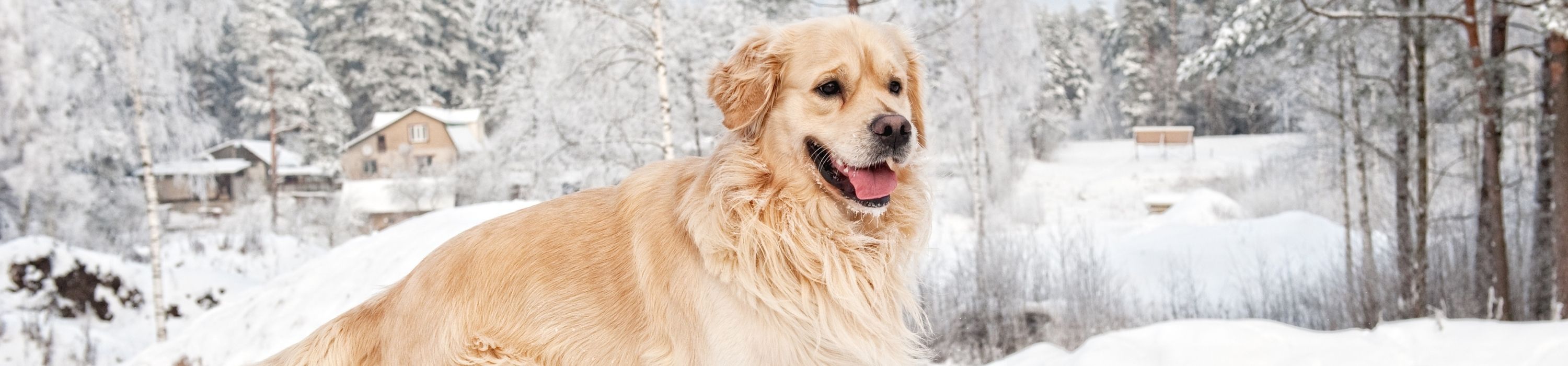 skiurlaub-mit-hund.jpg