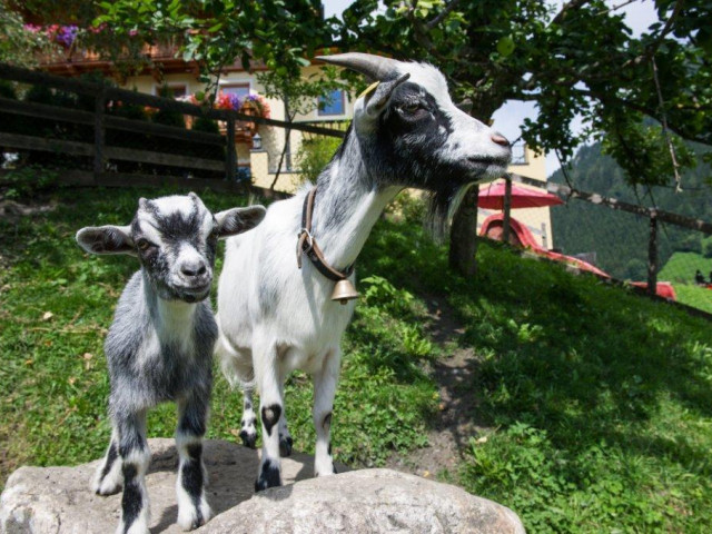 Ferienwohnungen Haarlehen