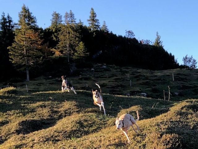 Ferienwohnungen Urlaub mit Hunde