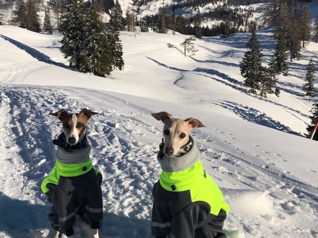 Ferienwohnungen Urlaub mit Hunde